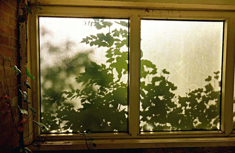 Frosted glass window with sunlight casting leafy shadows, showcasing the privacy and aesthetic benefits of obscured glass